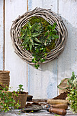 Succulents planted in a willow wreath