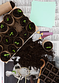 Seedlings in self-made growing pots made of wrapping paper