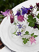Various columbines in pink, violet, and lilac in glass vials