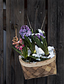 Hyacinths in the chip basket hanging on the garden fence