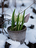 Clay pot with tulips in the snow