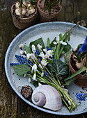 Bouquet of grape hyacinths, snowdrops, and a snail shell