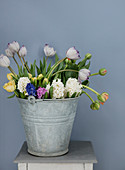Tulips and hyacinths in a zinc bucket