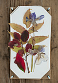 Gepresste Blätter und Blüten auf weißem Papier als Wanddeko