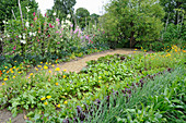 Rows of vegetables in well-tended cottage garden