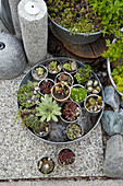 Succulents planted in tin cans on round metal tray
