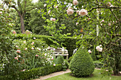 Beet mit Rosen und Buchs-Hecke, versteckte Gartenbank und Buchsbaum kegelförmig geschnitten