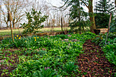 Wild garlic, larkspur and daffodils in the spring garden