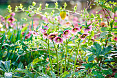 Lenten rose in a spring bed
