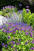 Blue shrub bed with cranesbill, wild sage, and catmint