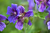 Bee on a cranesbill flower