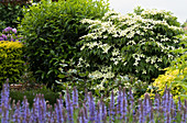 woodland sage and dogwood