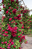 Red climbing rose on the rose arch
