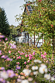 Bed of roses next to crab apple tree in autumn garden