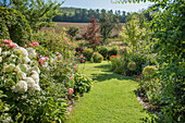 Grass path between beds with hydrangeas and roses