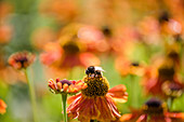 Bumblebee on flower of Helenium 'Waltraud'