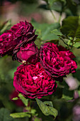Flowering shrub rose