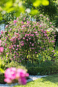 Rambler rose 'Raubritter' in the knot garden