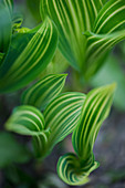 Variegated leaves of lily-of-the-valley 'Striata'