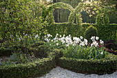 Knot garden with peacock-eye daffodils and a Japanese knotweed as a border