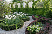 Knot garden in spring with pheasant's eye daffodils and spring rose