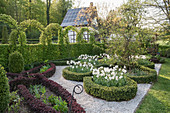 Knot garden in spring with pheasant's-eye daffodils, artfully cut hedge