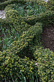 Knot garden with Japanese pod in early spring