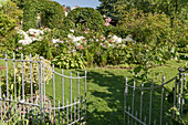 View through the open garden gate of the bed with roses, hydrangea 'Annabelle' and hostas