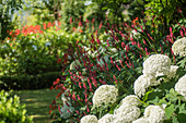 Bed with hydrangea 'Annabelle' and knotweed