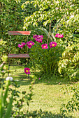 Garden chair next to flowering peony