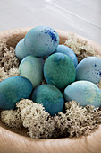 Eggs dyed blue and Iceland moss in wooden bowl