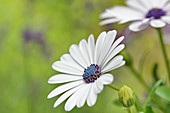 Weiße Blüte von Kapkörbchen