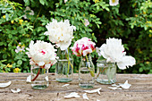 White peony flowers in glasses
