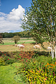Herbaceous borders in rustic garden