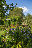 Perennial bed in late summer with aster, knotweed and hydrangea, pergola with trumpet vines
