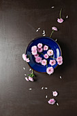 Pink asters in blue bowl