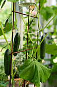 Cucumbers growing on metal trellis in greenhouse