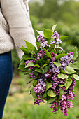 Person carrying a bouquet of purple lilac