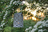 Lantern on the blooming hawthorn