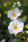 White blossom of Cistus