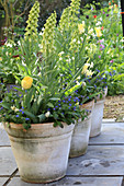 Spring containers: Persian lily 'Ivory bells' with tulips and forget-me-nots