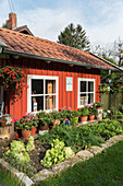 Red summerhouse with vegetable patch in late summer garden