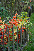Bed of physalis next to paling fence