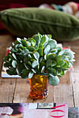 Vase of Crassula leaves on wooden table