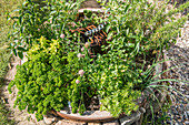 Herb garden planted in old cartwheel