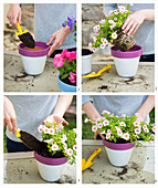 Instructions for planting million bells in painted terracotta pots