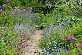 A path between flower beds with light carnations, forget-me-nots, and meadow rue