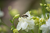 Bee on white Columbine flower