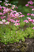Mossy saxifrage in garden