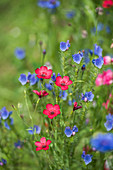 Blumenwiese mit rotem Lein und Natternkopf